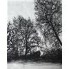 Leaning Trees by Sally Loughridge