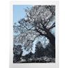 Under The Ancient Tree by Sally Loughridge