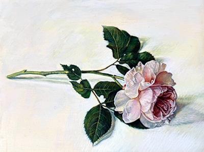 Shropshire Lad by Sarah Harding