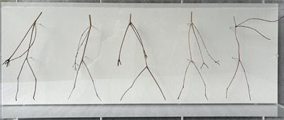 Frieze, Five Twigs by Chris Kenny